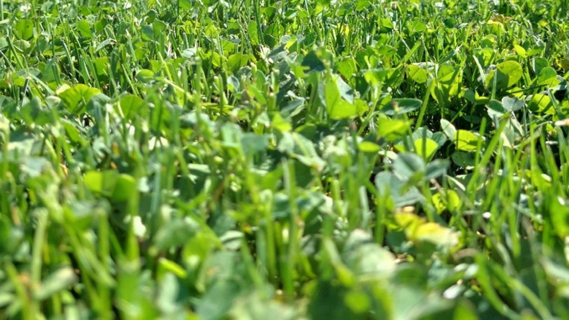 The Czech Republic's interest in Microclover® for lawns grows and we can understand why!